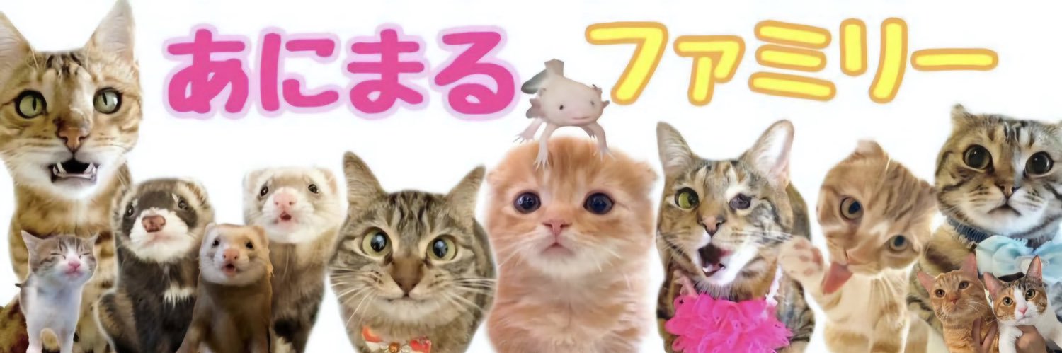 友子ちゃんとお兄ちゃん🌿ねこ&フェレット 😻🐻's banner