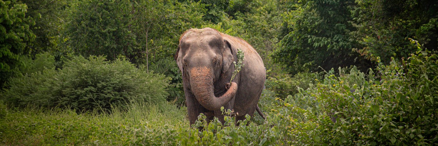 Wildlife Friends Foundation Thailand's banner