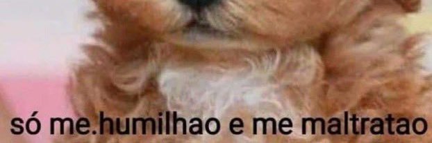 Sereia do rabão 🧜🏽‍♀️'s banner