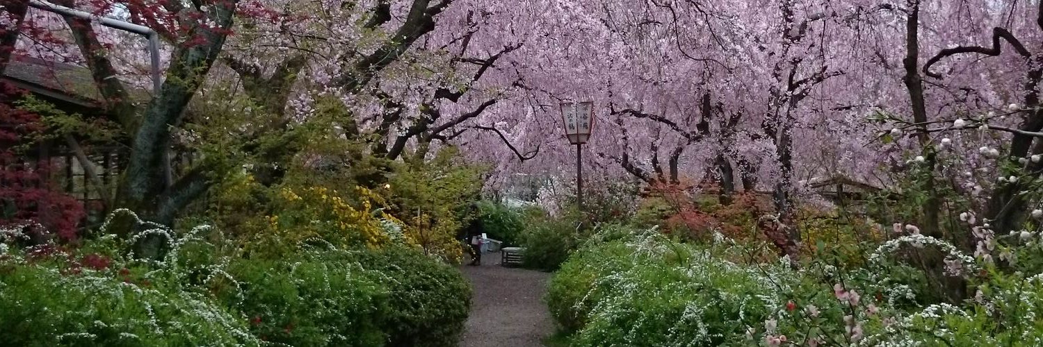 京都 桜の原谷苑's banner