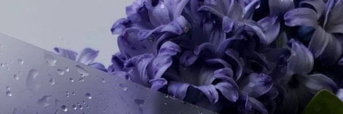 إيزابيل's banner