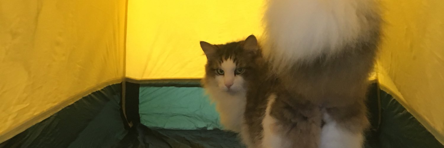 ノルさん🐈's banner