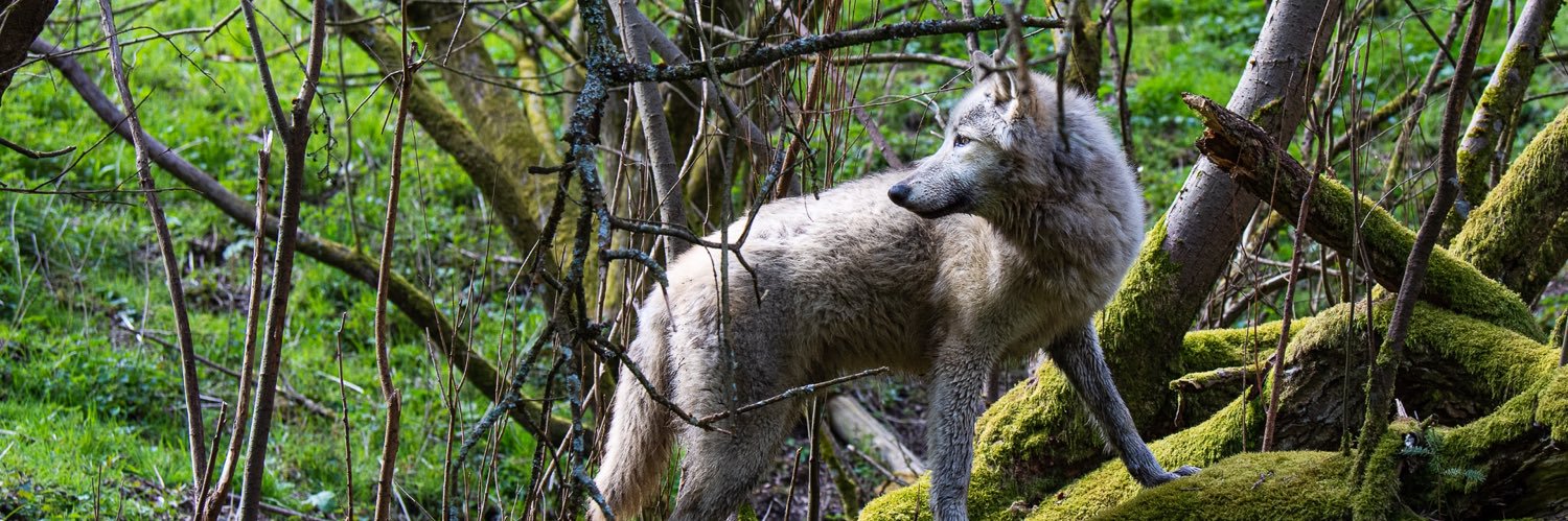 WolfWatchUK's banner