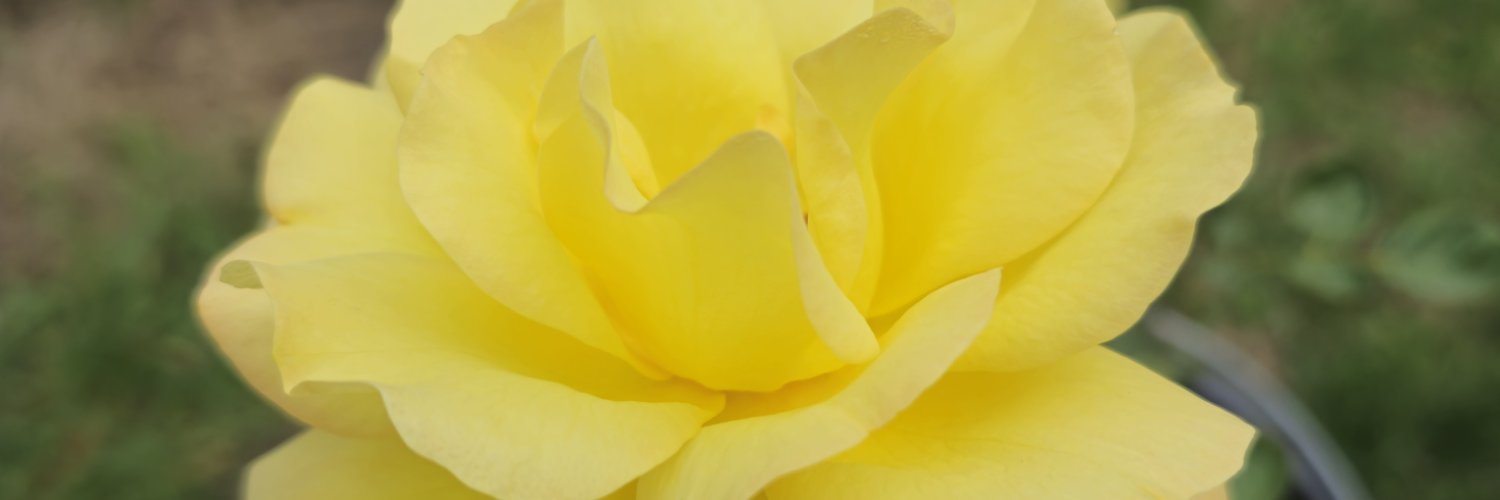 Элен и Чёрный плащ's banner