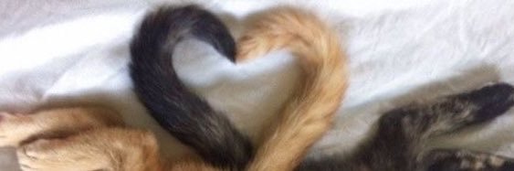 gorb 🐹's banner