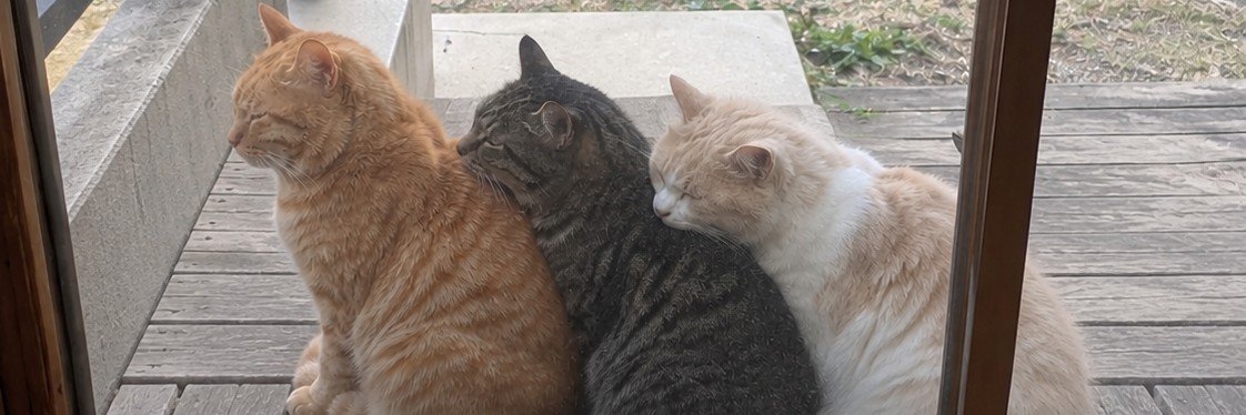 にゃん太郎｜猫画像｜Funny Cats's banner