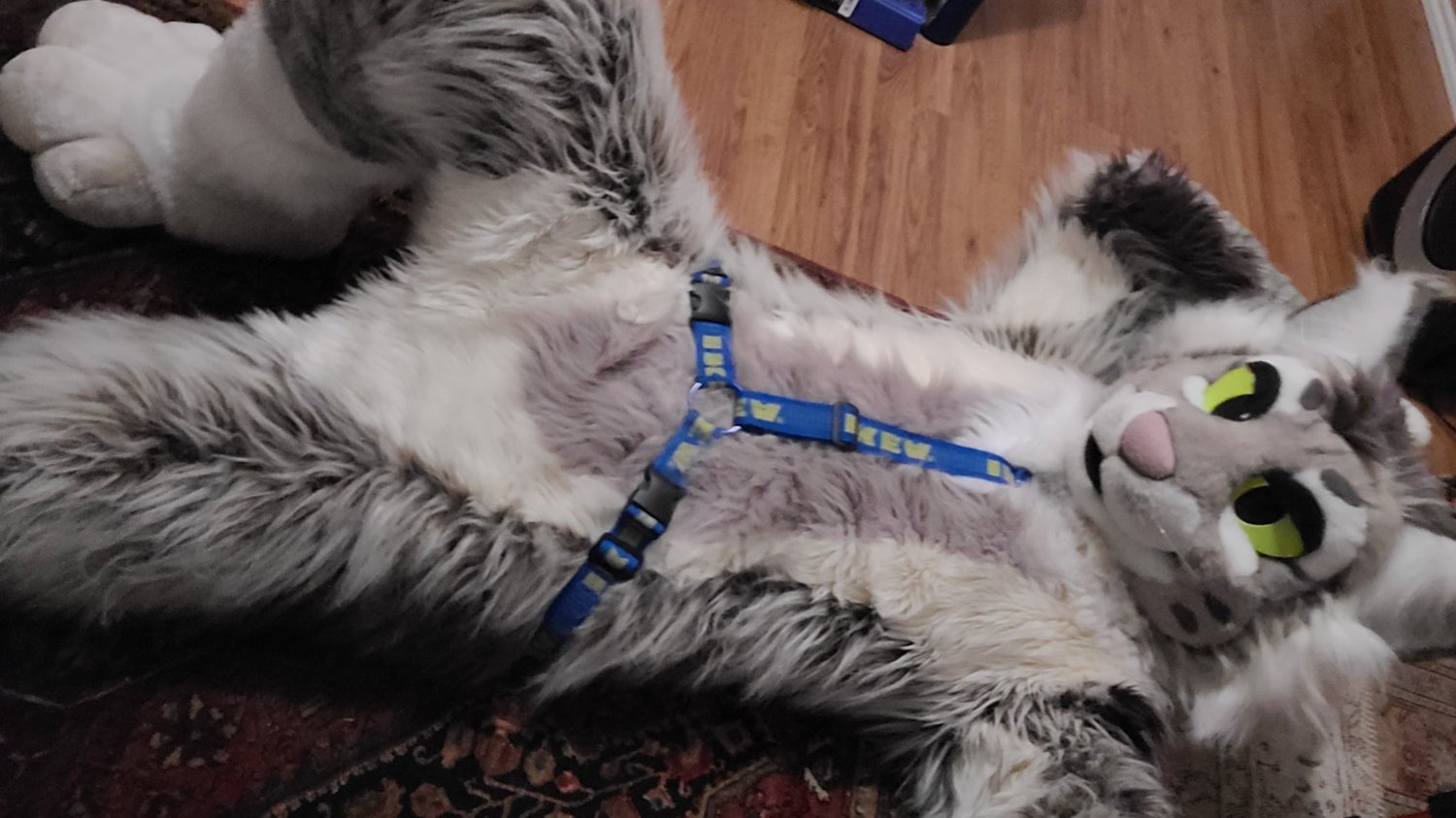 cat's banner