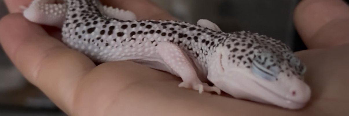 ぎん🦎's banner