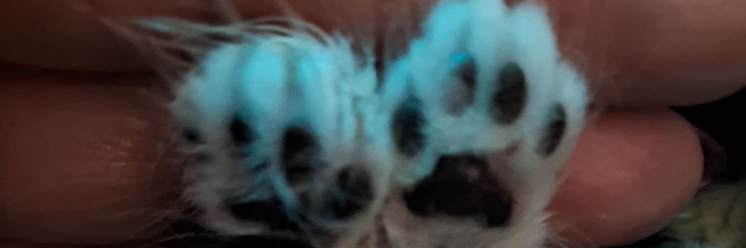 𝕭𝖗𝖊𝖓𝖓🖤🤍's banner