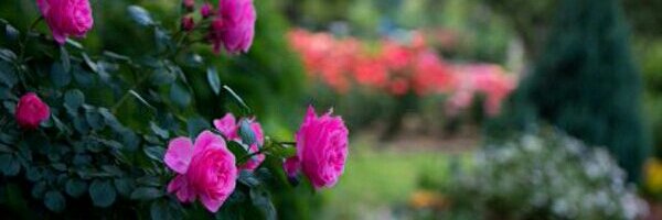 ↩ كلستان الورد ↪'s banner