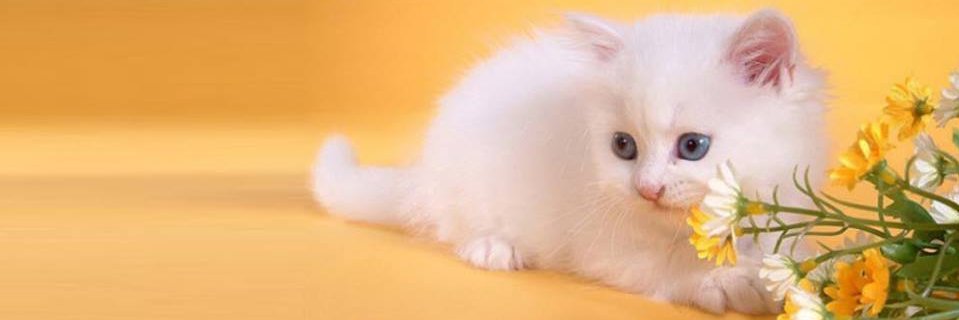 Precious Animals Channel's banner