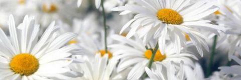 Madelief🌼❤ Hypnonerd (SFW!) 😋's banner