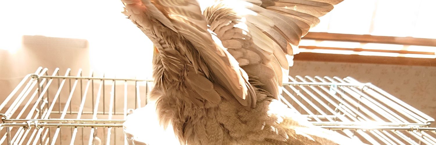 🐥🐥🐥(ちー)'s banner