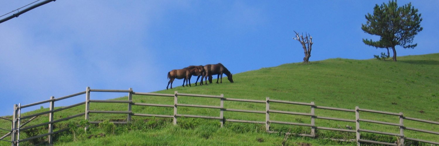にーな🐎🍀's banner
