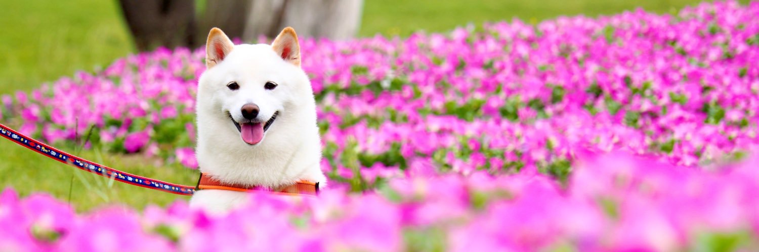 柴犬ラッテ's banner