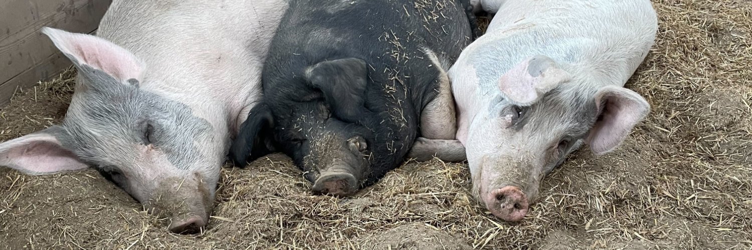 Barn Sanctuary's banner