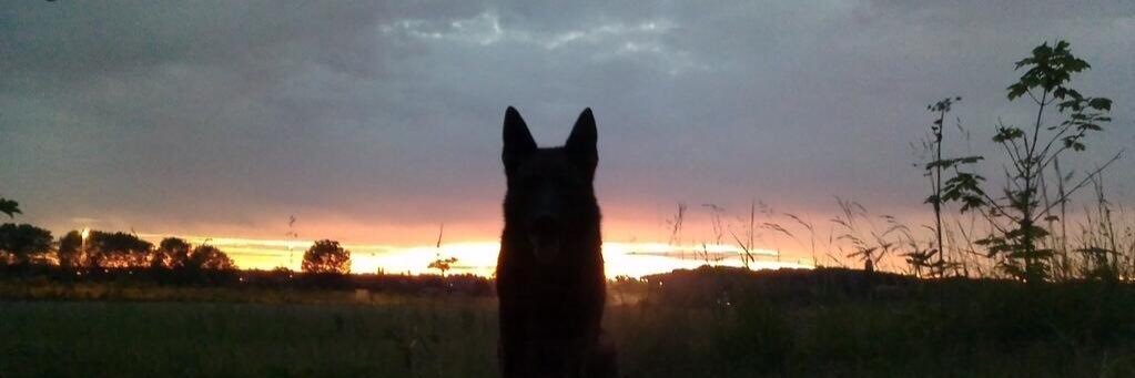 WY Police Dogs's banner