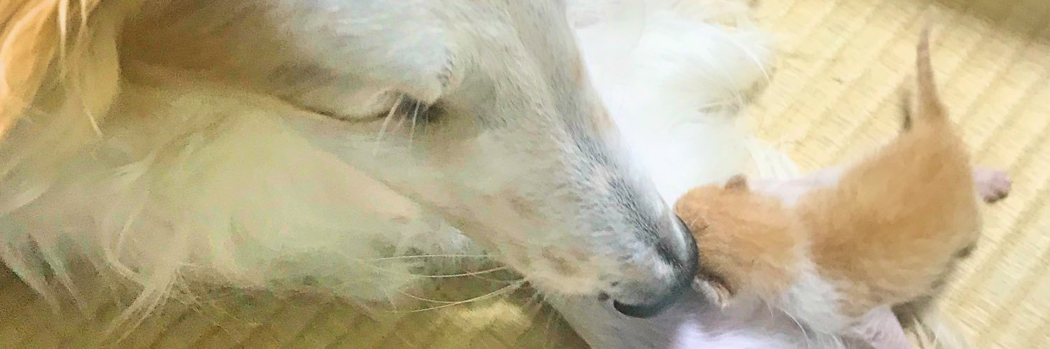 がんぼるぞい®︎ 💪🐶✨borzoi ボルゾイ's banner