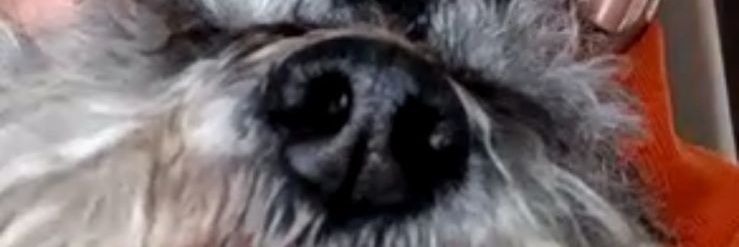 ᛖᛊᚧⳘ🐍ᚣ's banner