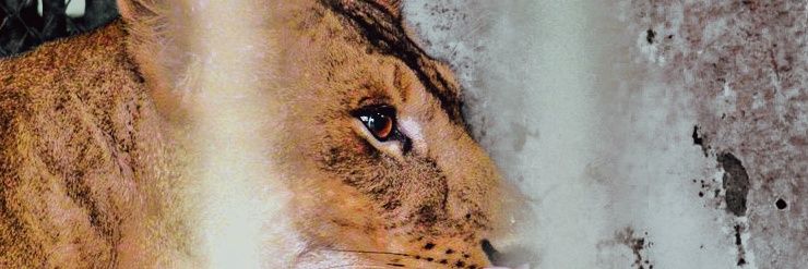 Barani's banner