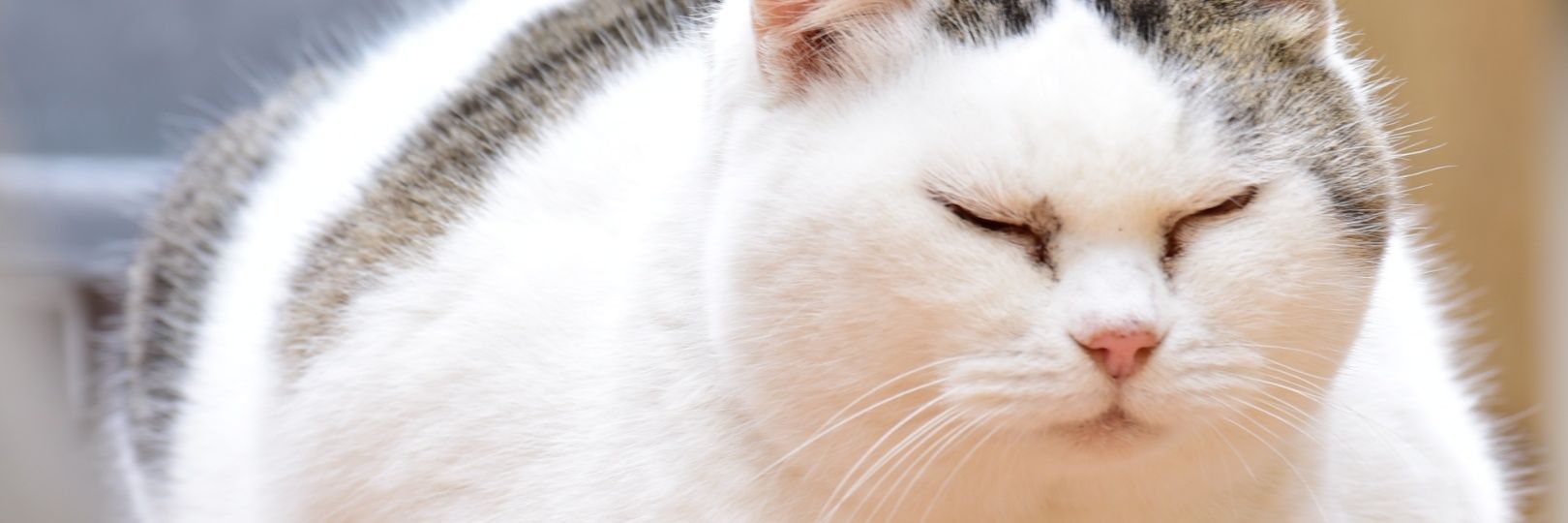 猫渡taku's banner