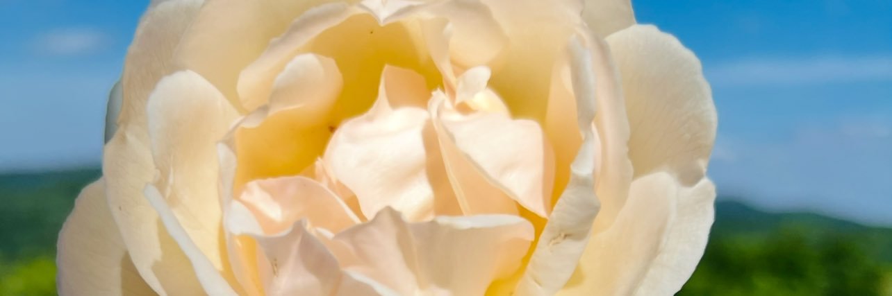 eve's banner