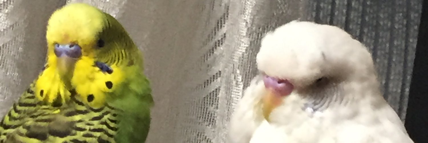 ぽよ(しろ16歳🌈)'s banner