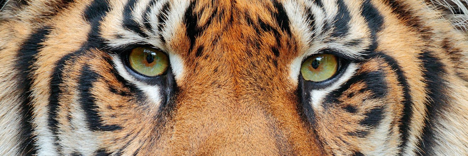 EKÙN II🐯🐅(Tiger de 2nd)'s banner