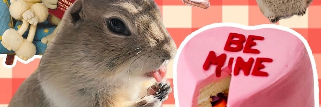テテ👑🐿ピピ💎🐿チャッキー🍼🐿's banner