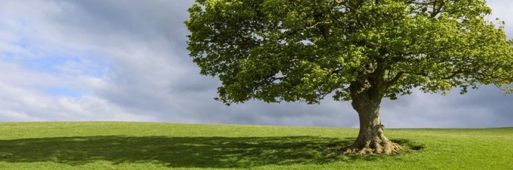 A beautiful tree,'s banner
