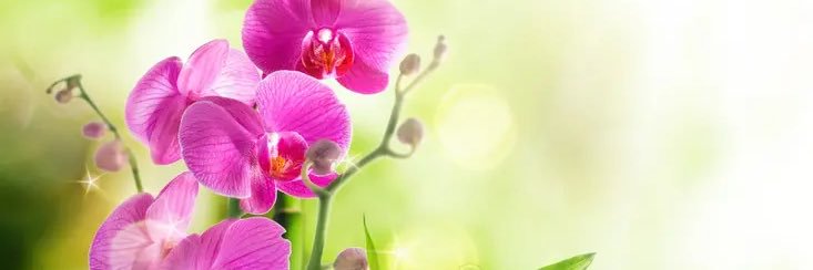 🍀🌸's banner