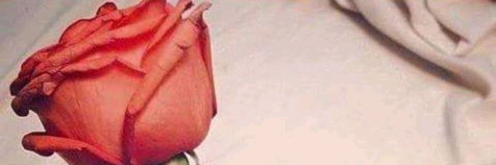 شيخة العرب's banner