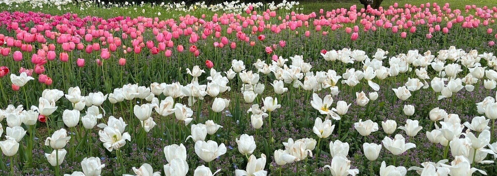 素人の瞬間の再出発記's banner