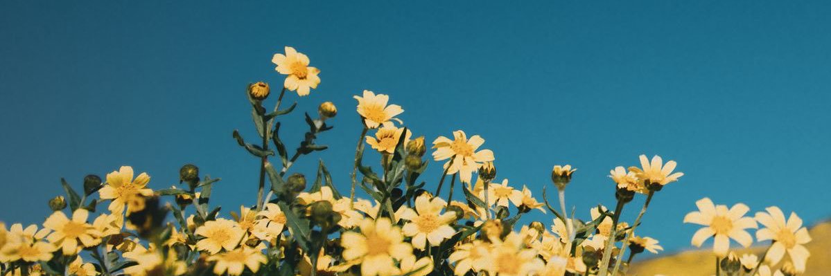 𝑨.🌼's banner