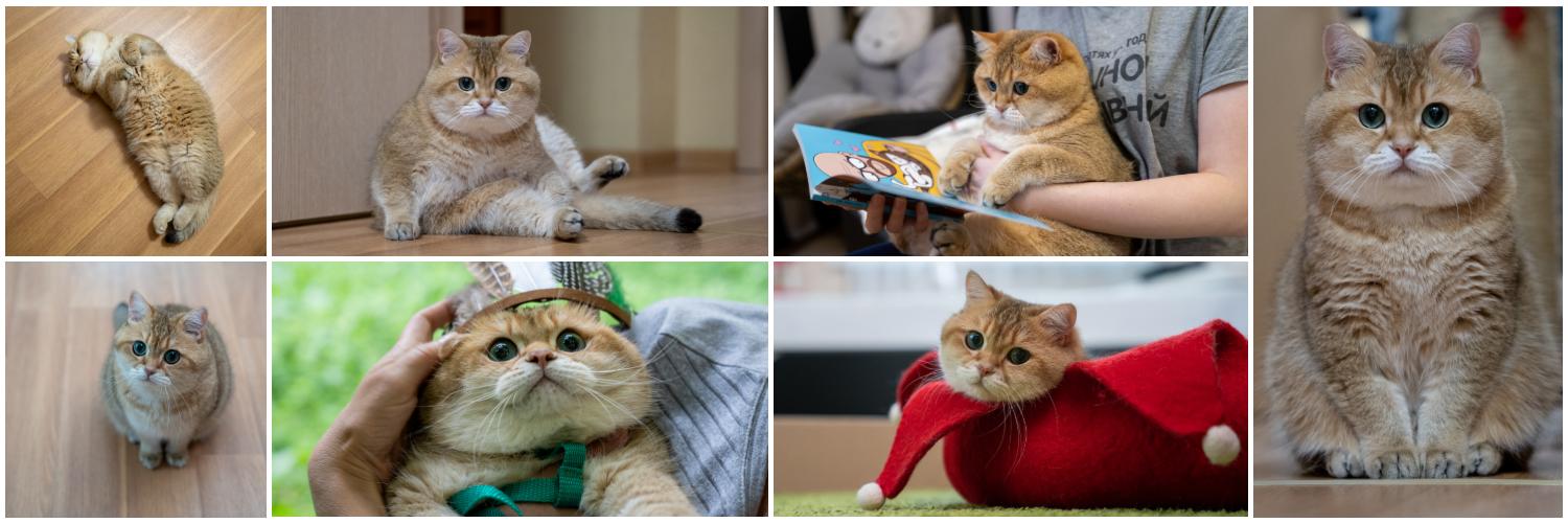 Hosico cat's banner