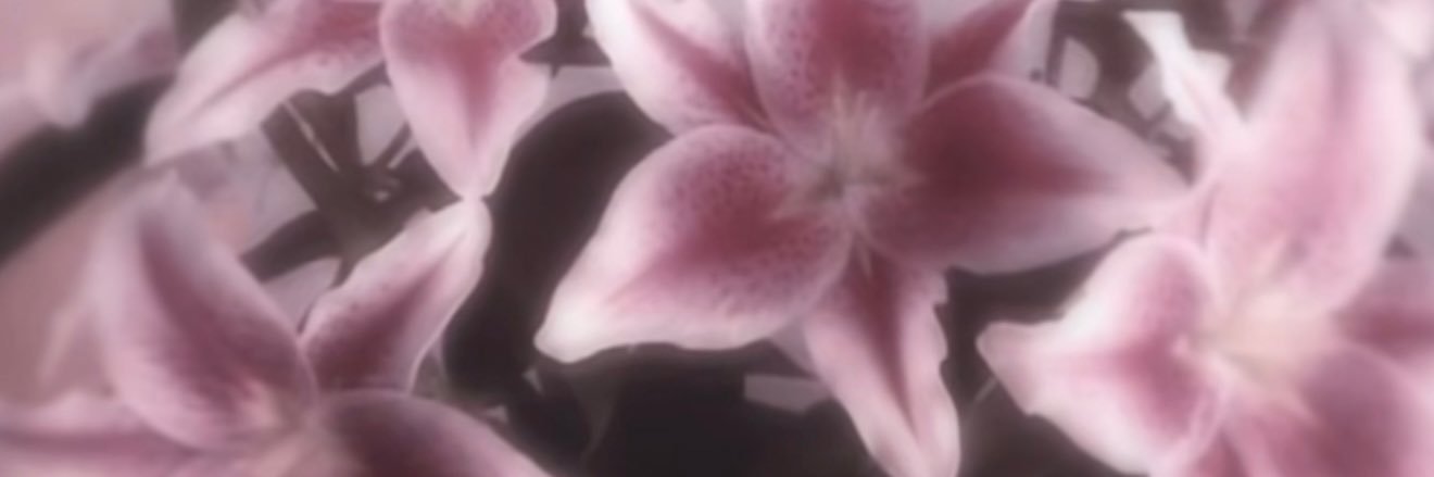 Ally 🌸's banner