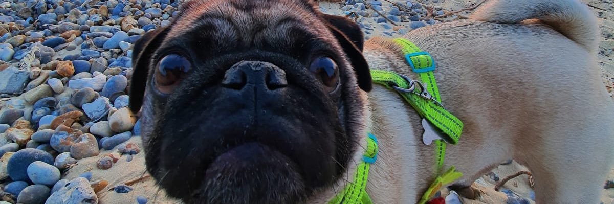 Albert the Pug🌈 (account now run by Betty)'s banner