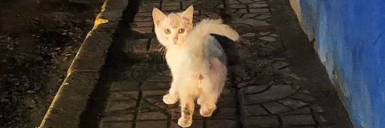 黑化的小猫老弟's banner
