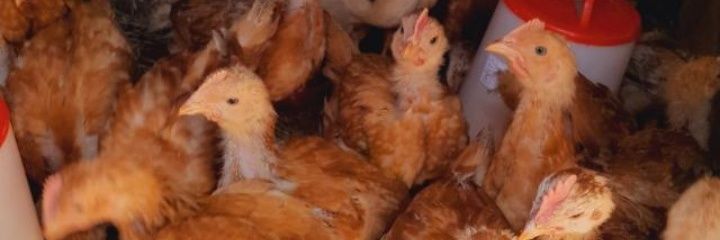 Father Of Chickens's banner