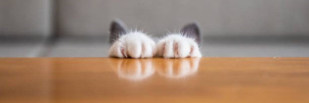 meow's banner