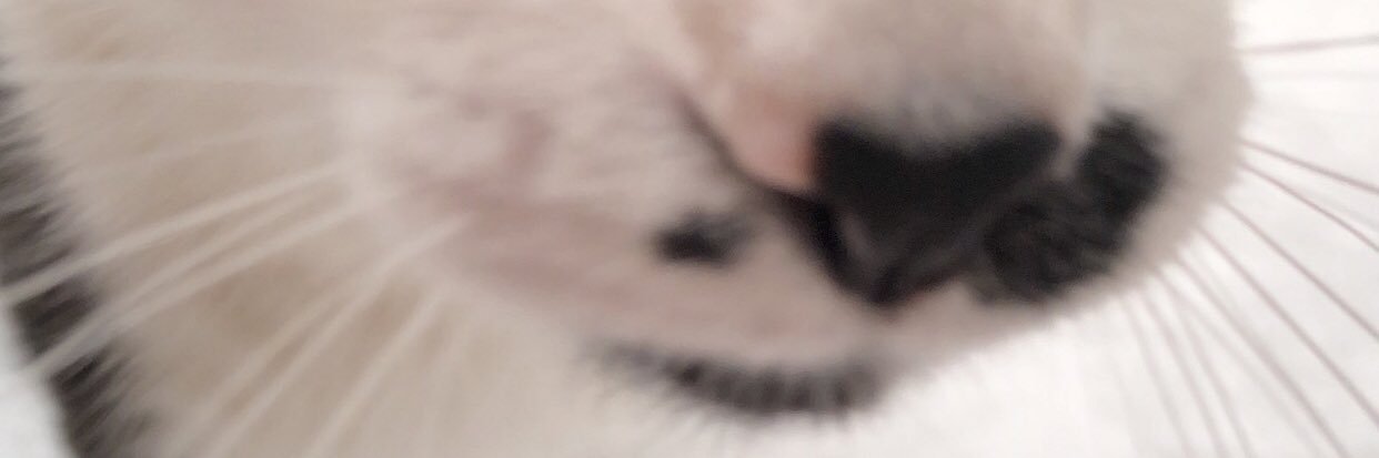 silvia's banner