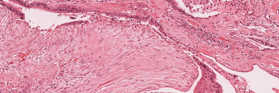 Matthew Cecchini MD PhD FRCPC's banner