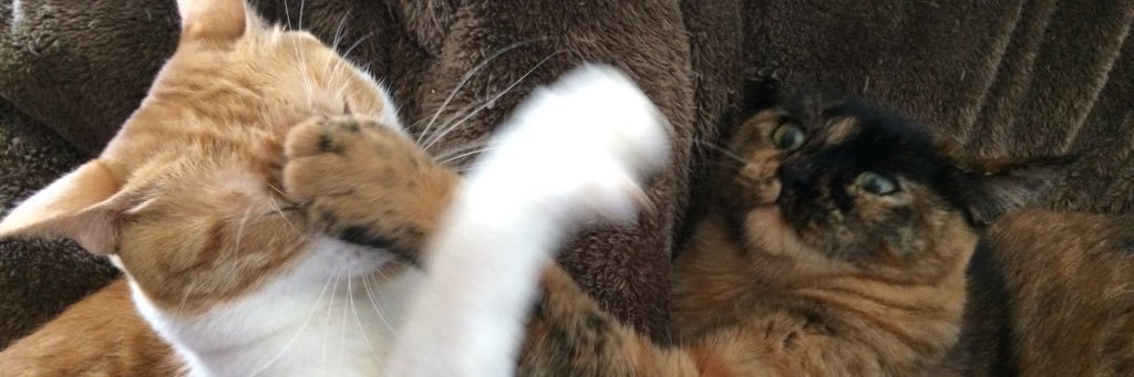 ゑびちな's banner