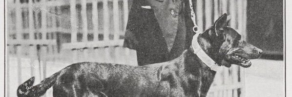 Dog Guy™️'s banner