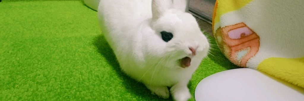 🐰ゆき🤤やこ's banner