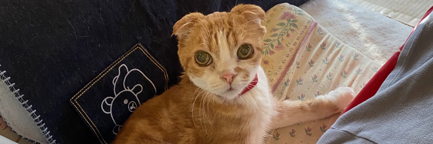 neko = 中西航介's banner