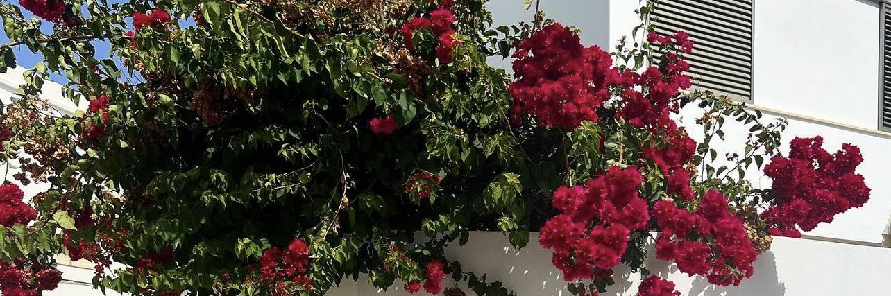 DIOSA BELÉN🌙's banner