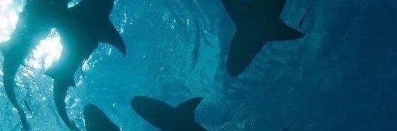 WANWHALE III 🐋's banner