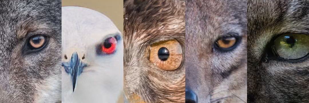 ༺ᥫᩣLꂦꌃꍏᥫᩣ༻'s banner
