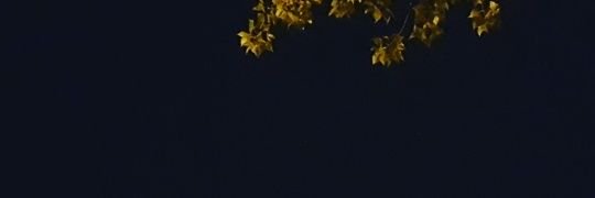 مهدیار's banner